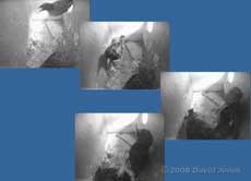 Starling pair squabble at 5.31pm - 1