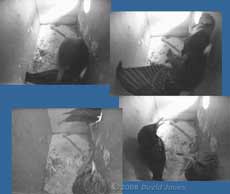 Starling pair squabble at 5.31pm - 2