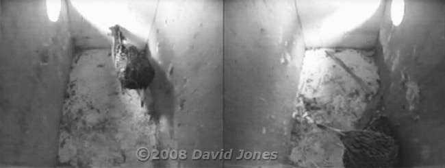 Starling pair at 5.32pm