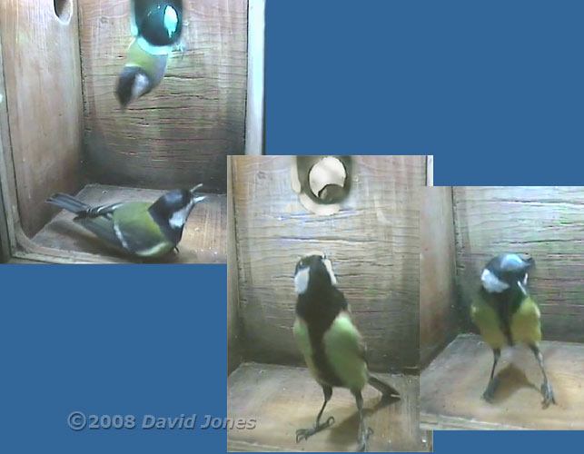 Great Tit pair at 8.20am