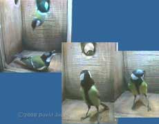 Great Tit pair at 8.20am