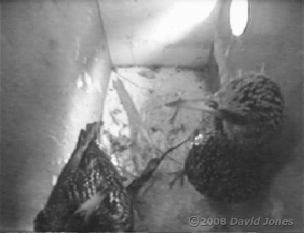 Starling pair at 5.31pm