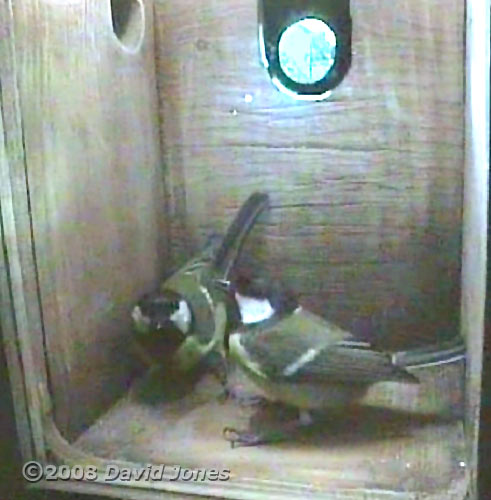 Great Tit pair at 8.40am