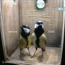 Great Tit pair compared (composite image)