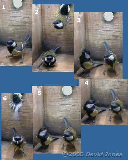 Great Tit pair visit the box at 7.54am - sequence 1