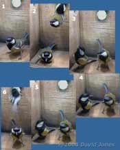 Great Tit pair visit the box at 7.54am - sequence 1