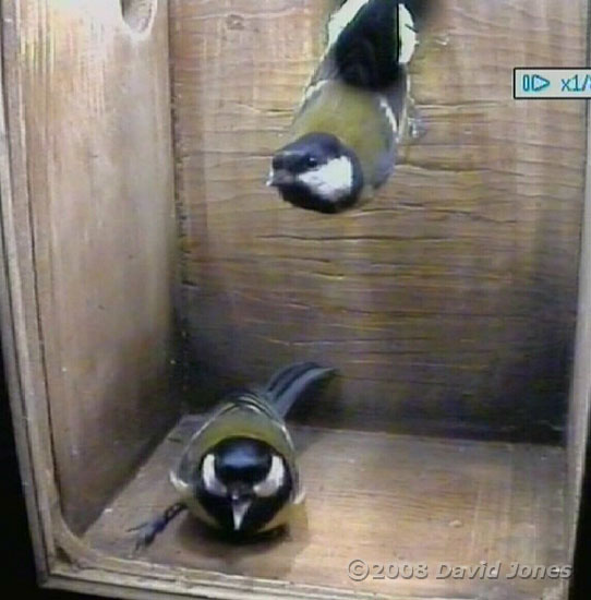 Great Tit pair visit the box at 7.54am - picture 2 enlarged
