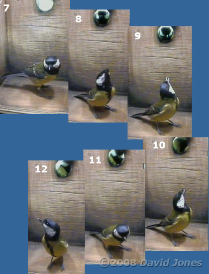 Great Tit pair visit the box at 7.54am - sequence 2
