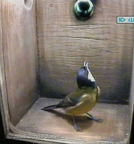 Great Tit pair visit the box at 7.54am - picture 9 enlarged