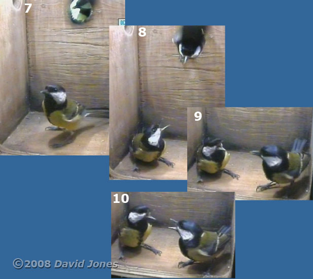 Great Tit pair visit the box at 9.13am - sequence part 2
