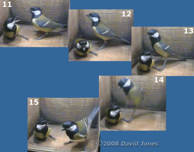 Great Tit pair visit the box at 9.13am - sequence part 3