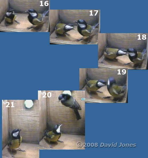 Great Tit pair visit the box at 9.13am - sequence part 4