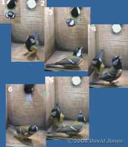 Great Tit pair visit the box at 9.13am - sequence part 1
