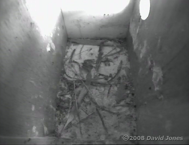 Starling nestbox R with the first signs of nest building