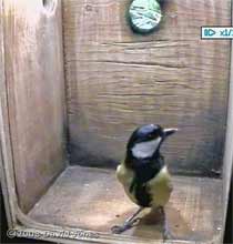 Great Tit male visits box at 8.30am