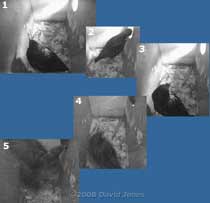 Starling pair in box R at 5.47pm - sequence part 1