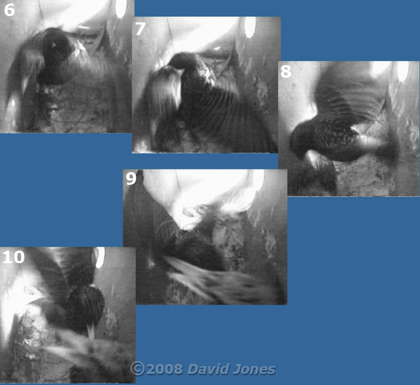 Starling pair in box R at 5.47pm - sequence part 2