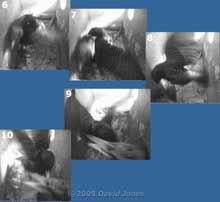 Starling pair in box R at 5.47pm - sequence part 2