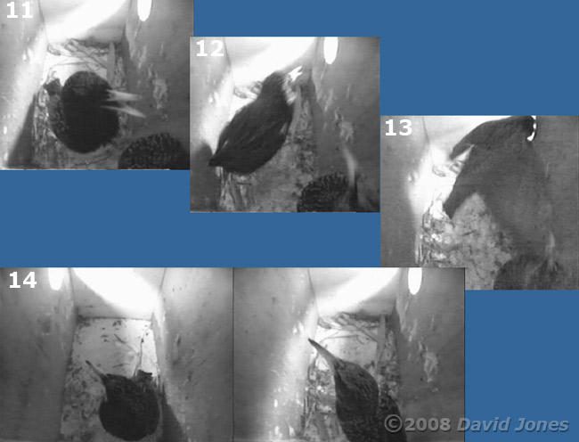 Starling pair in box R at 5.47pm - sequence part 3