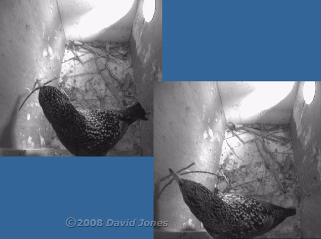 Male and female Starlings bring in twigs