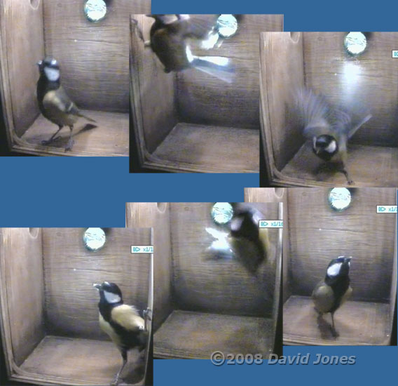 Male Great Tit inspects box at 7.05am