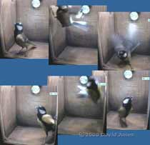 Male Great Tit inspects box at 7.05am