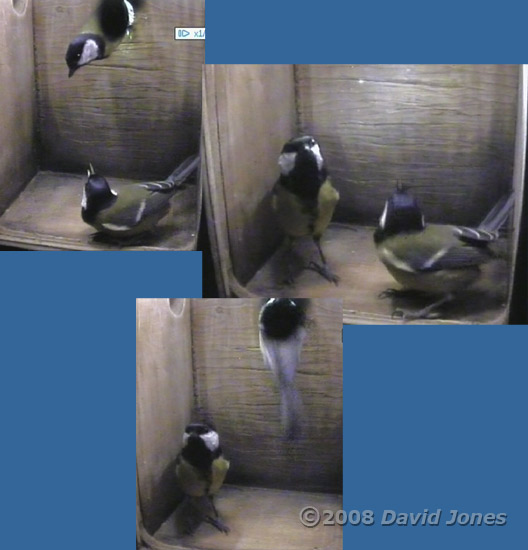 Female Great Tit swops places with the male at 7.05am