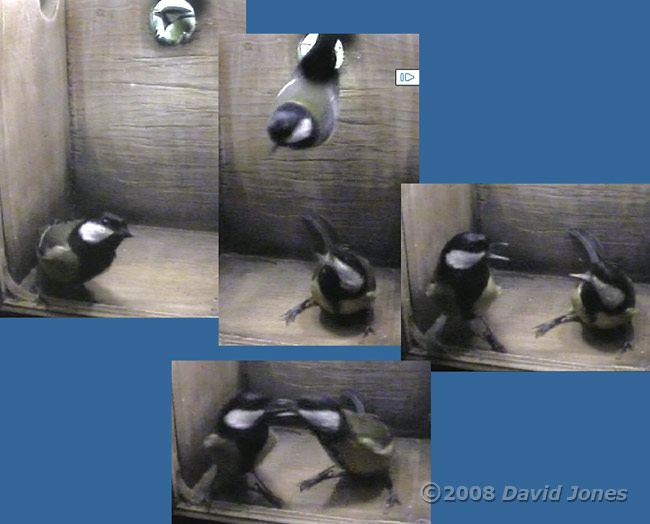 Male Great Tit enters box already occupied by female at 7.42am