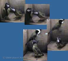 Female Great Tit encourages her partner to leave at 7.42am