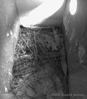 Nest box R at noon