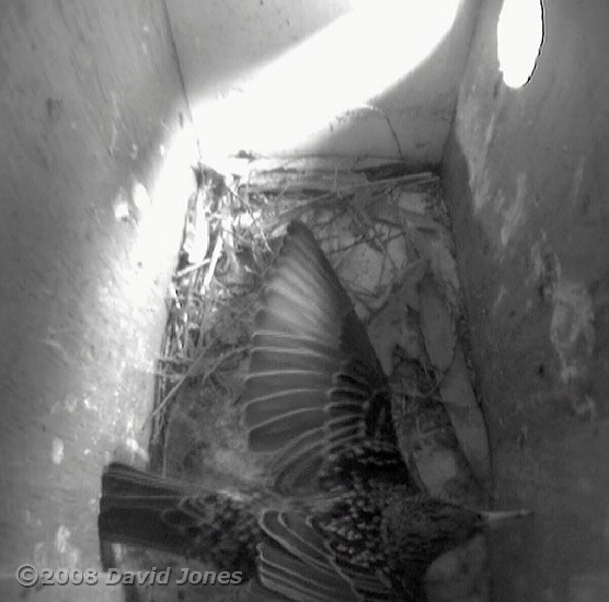 Female Starling shuffles the twigs into place