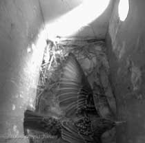 Female Starling shuffles the twigs into place
