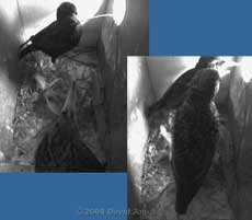 Male Starling tries to bring in a long twig