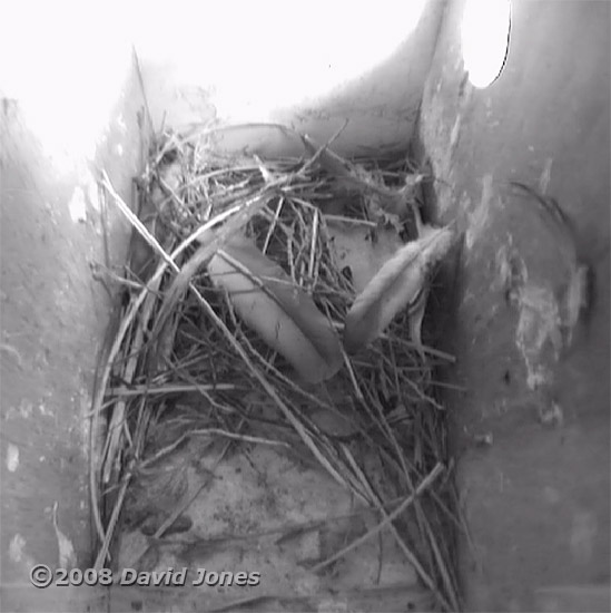 Starling nestbox R at noon today