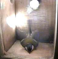 The female Great Tit performs another shuffle