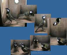 The Great Tit pair visits the box - 1