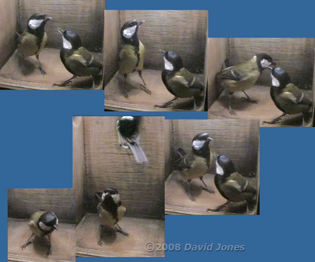 The Great Tit pair visits the box - 2
