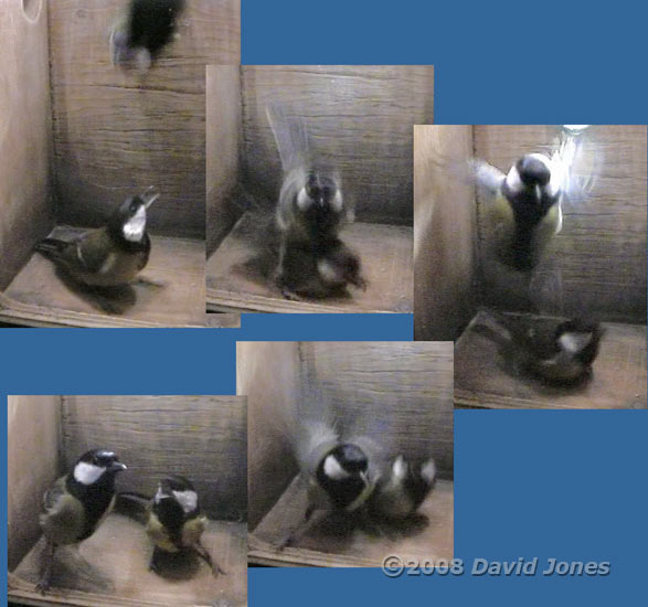 The male Great Tit surprises the female - 1