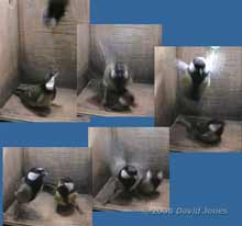 The male Great Tit surprises the female - 1