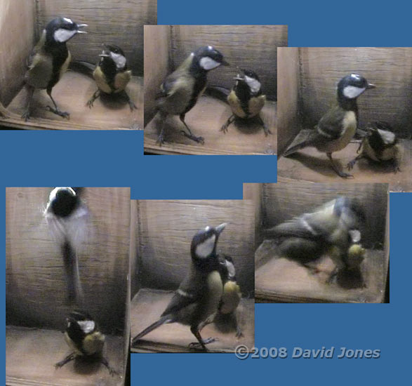 The male Great Tit surprises the female - 2