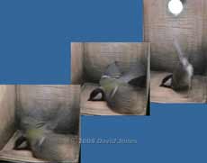 The female Great Tit does a 'shuffle' - 2