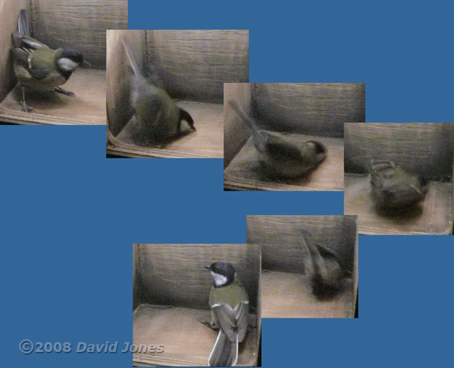 The female Great Tit does a 'shuffle' - 1