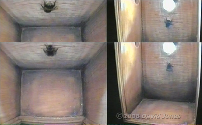 Bumblebee visits nestbox