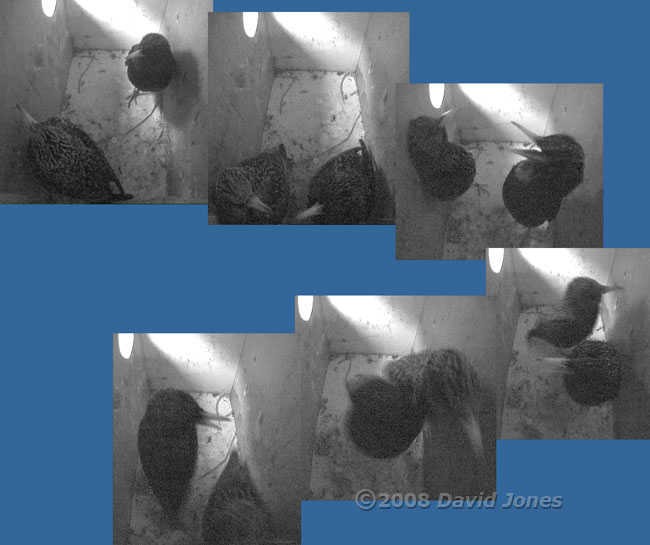 Starlings in box L at dusk - 1