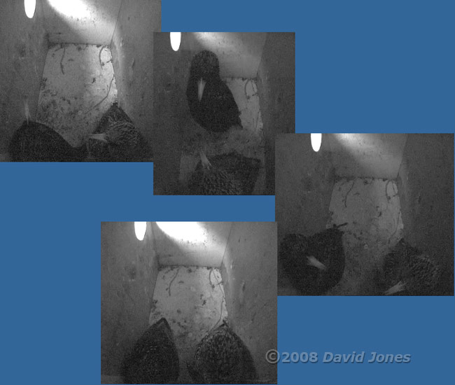 Starlings settle to roost in box L at dusk