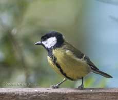 Female Great Tit pecks at bird table