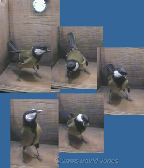 Female Great Tit pecks at moth (on other side of the glass!)