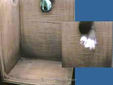 A cat investigates the Great Tit nestbox