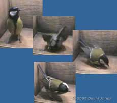 Female Great Tit at work in nestbox
