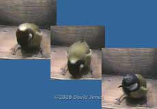 Female Great Tit pecks at floor of nestbox